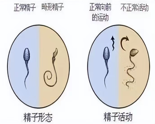 2026上海供卵第三代试管婴儿医院排名？试管助孕胚胎移植成功率参考？